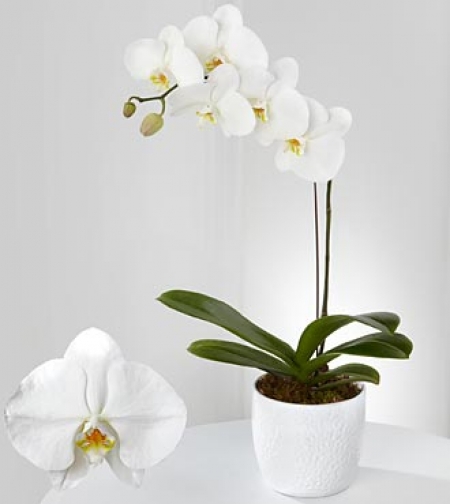 Beyaz Orkide Tekdal